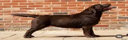 Labrador Retriever dogs for sale: ✨Outstanding Chunky Chocolate Labrador puppies✨ in Cowbridge - Advert 2