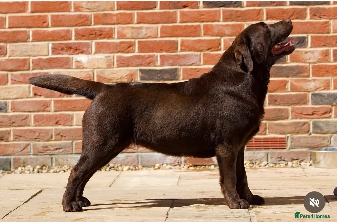 Labrador Retriever dogs for sale: ✨Outstanding Chunky Chocolate Labrador puppies✨ in Cowbridge - Advert 2