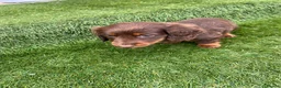 Miniature Dachshund dogs for sale: miniture dachshund - Advert 2