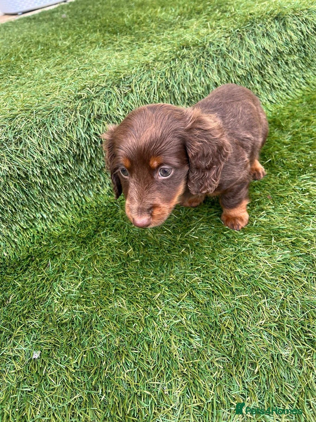 Miniature Dachshund dogs for sale: miniture dachshund - Advert 2