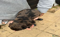 Mixed Breed dogs for sale: Outstanding quality litter of twelve pups - Image 15