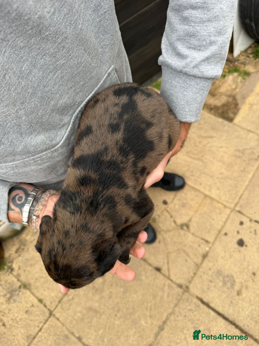 Mixed Breed dogs for sale: Outstanding quality litter of twelve pups - Image 15
