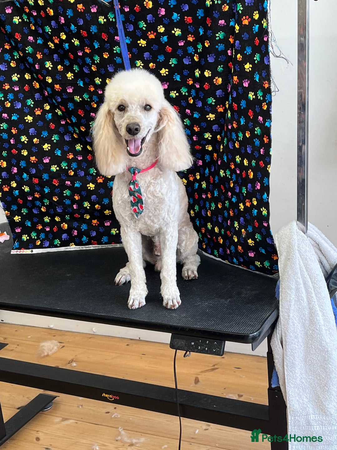 Miniature Poodle dogs for sale: MINIATURE POODLE  neutered male 4yrs old - Advert 8