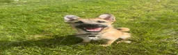 Mixed Breed dogs for sale: Roscoe  - Advert 4
