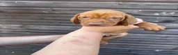 Hungarian Vizsla dogs for sale: Outstanding Kc registered Hungarian vizsla - Advert 17