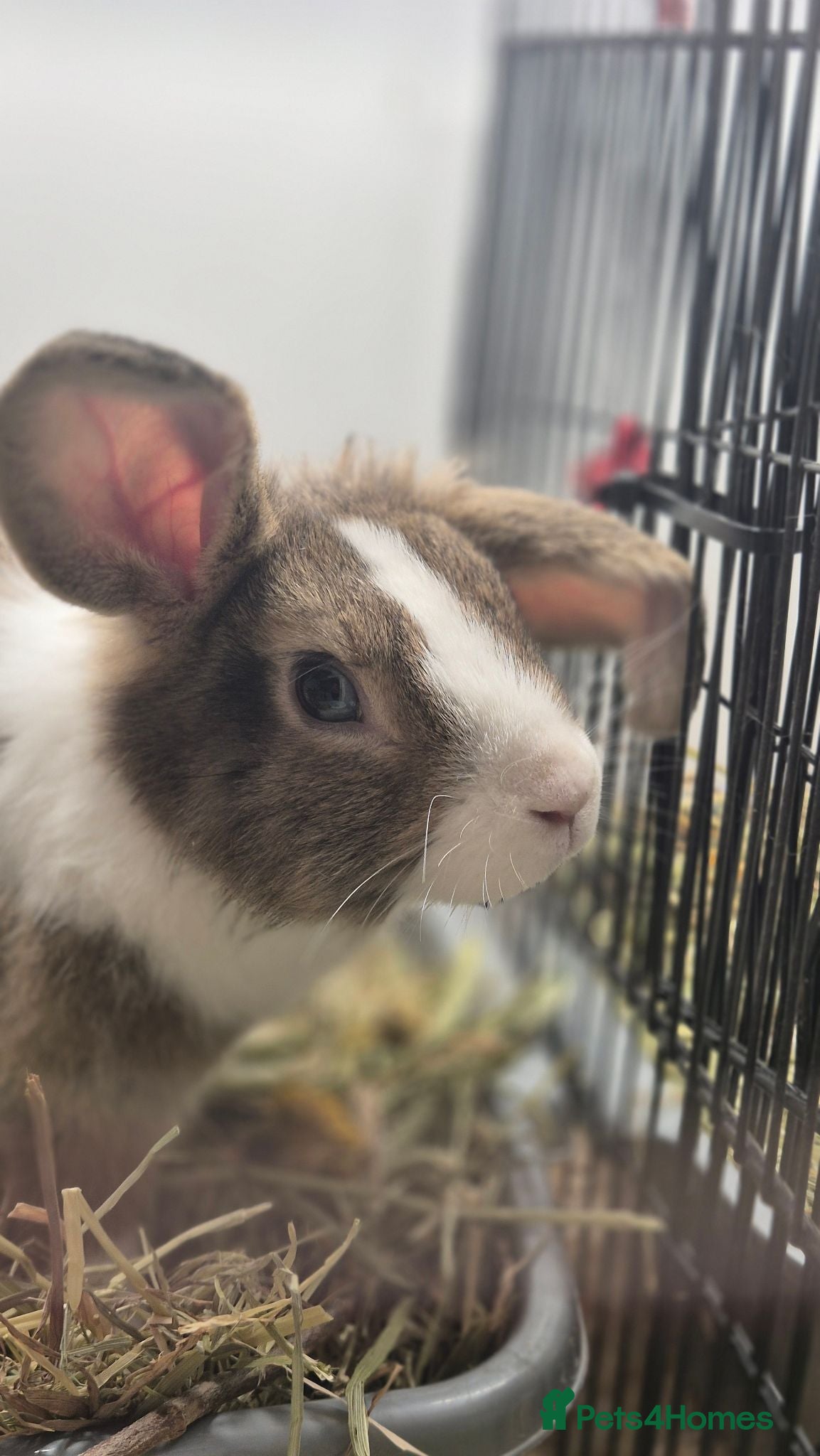 Mixed Breed rabbits Morag vaccinated and neutered  - Advert 11