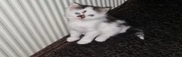 Mixed Breed cats for sale: Cute kitten ready for new home - Advert 6