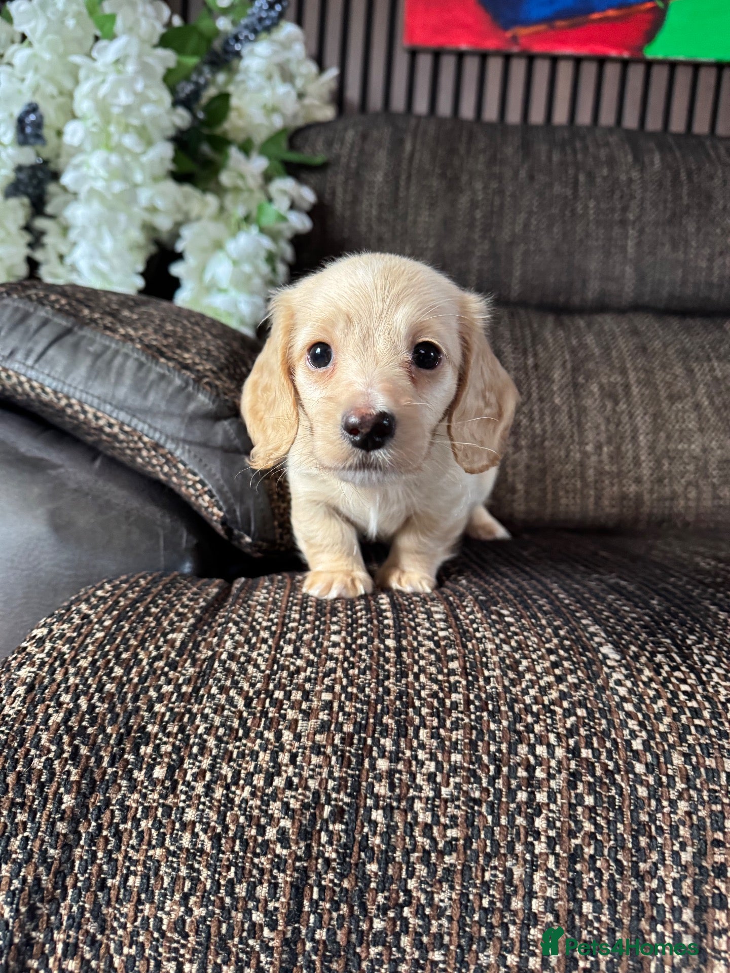 Dachshund dogs for sale: KC.Reg. Miniature LongHaired Dachshund Puppies  - Advert 5