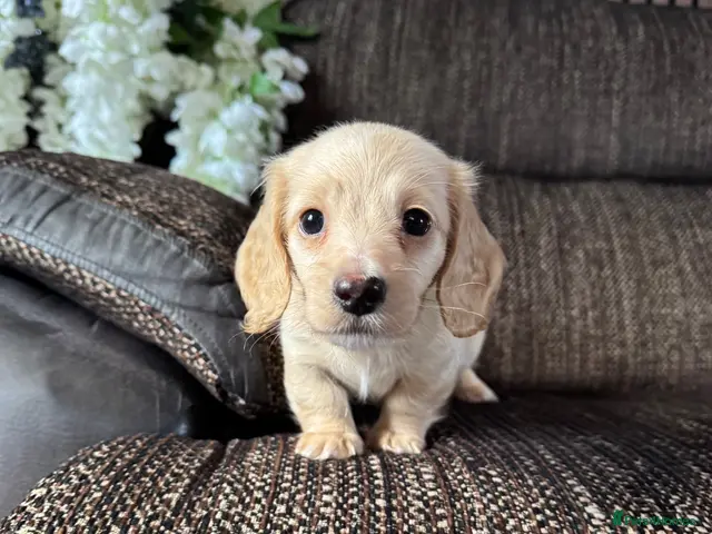 Dachshund dogs for sale: KC.Reg. Miniature LongHaired Dachshund Puppies - Advert 3