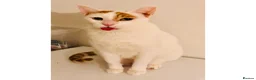 Mixed Breed cats for adoption: Male Rescue Cat for Adoption - Advert 6