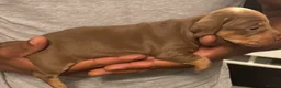 Miniature Dachshund dogs for sale: Miniature dachshunds  - Advert 11