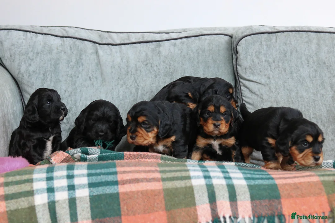Sprocker dogs for sale: Sprocker Spaniel Puppies  - Advert 5