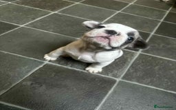 French Bulldog dogs for sale: Lilac fawn French bulldog puppies for sale  - Image 32