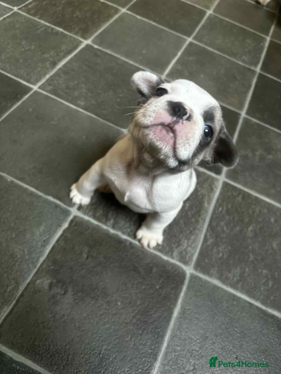 French Bulldog dogs for sale: Lilac fawn French bulldog puppies for sale  - Image 32