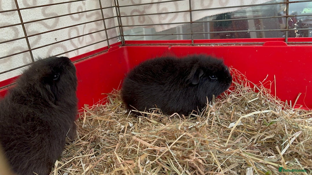 Guinea Pig rodents for sale: Handsome Swiss boars  - Image 3