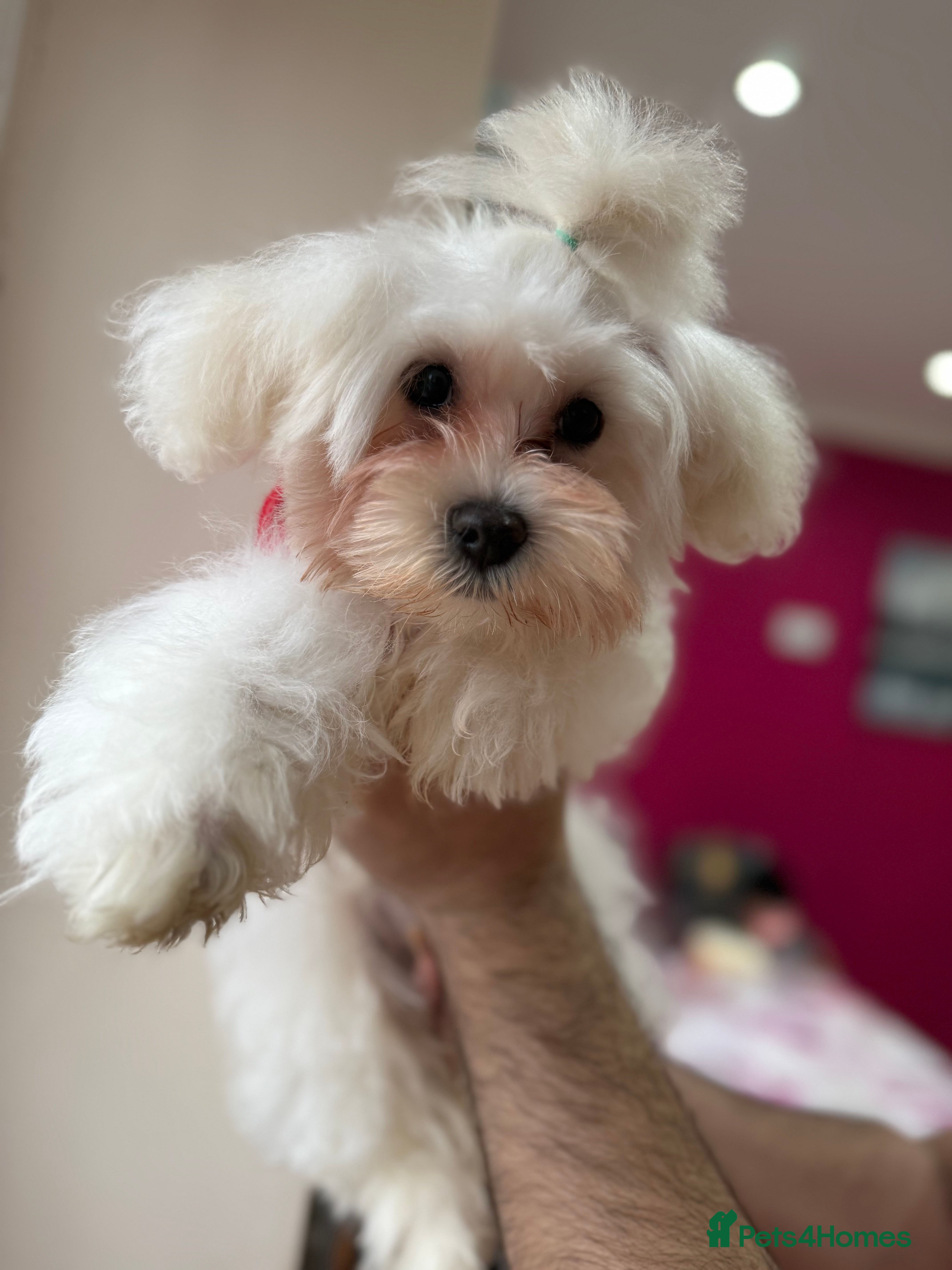 Maltese dogs Maltese - Advert 1