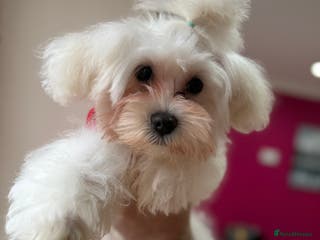 Maltese dogs Maltese - Advert 1