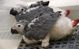 Parrots birds for sale: African Grey Baby - Image 3