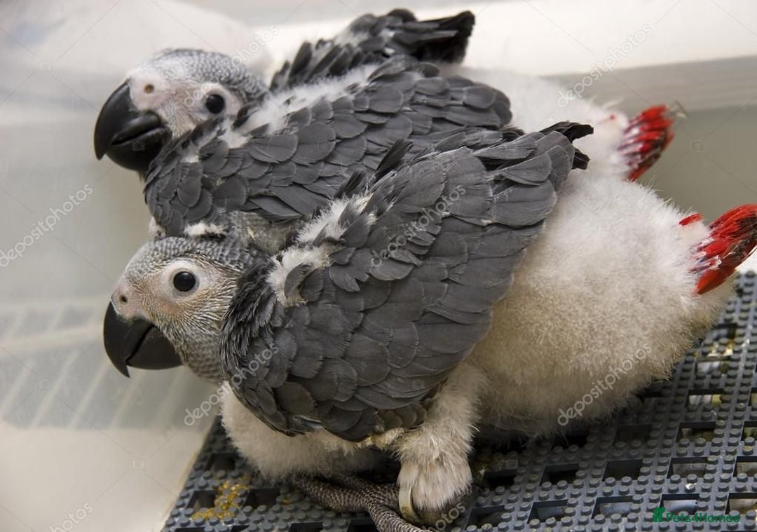 Parrots birds for sale: African Grey Baby - Image 3