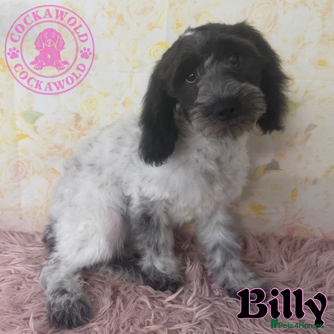 Cockapoo dogs for sale: Exceptional Cockapoo Boys: Ready Now  - Image 10