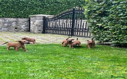 Irish Terrier dogs for sale: BEAUTIFUL KCREGISTERED, CHAMPION, IRISH TERRIERS - Image 7