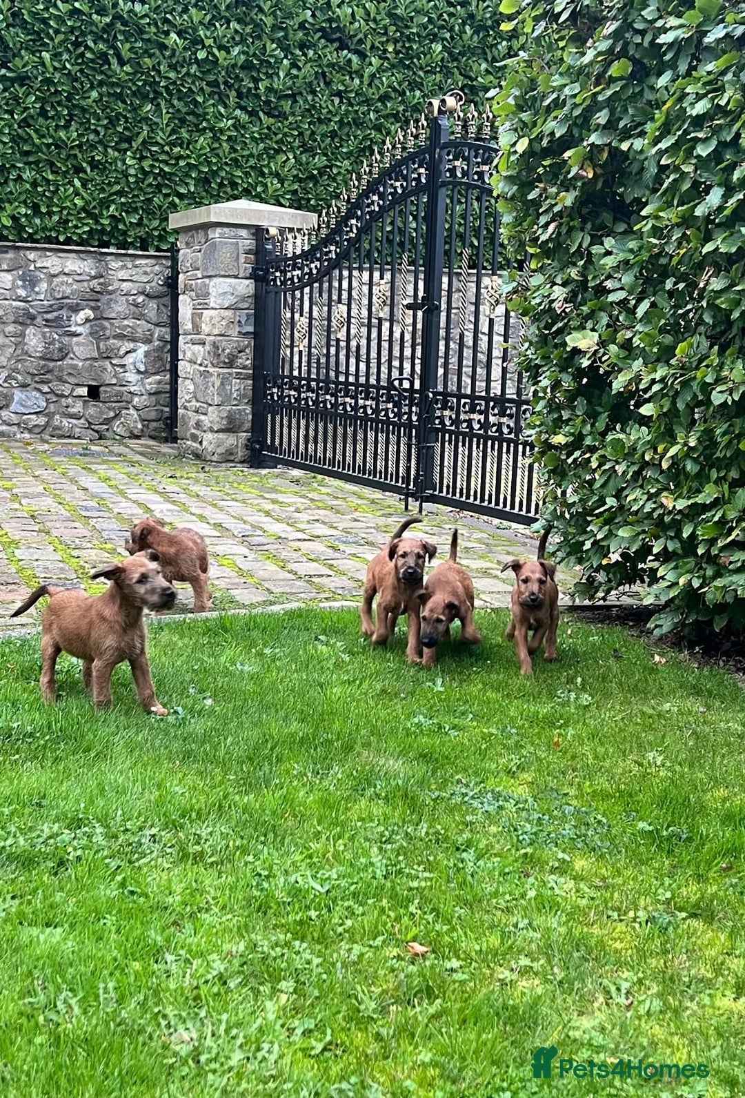 Irish Terrier dogs for sale: BEAUTIFUL KCREGISTERED, CHAMPION, IRISH TERRIERS - Image 7