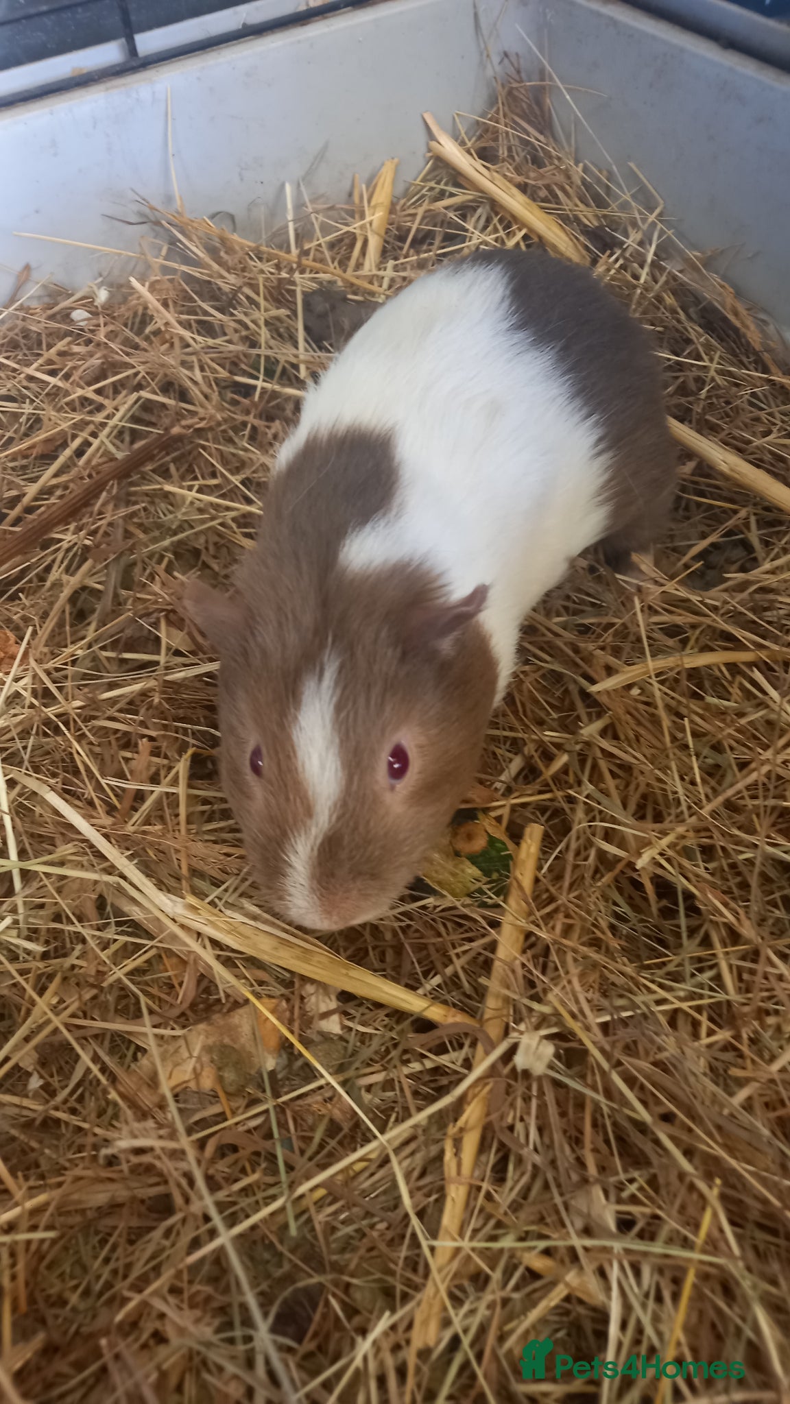 Guinea Pig rodents Baby Guinea Pigs for Sale - Advert 1