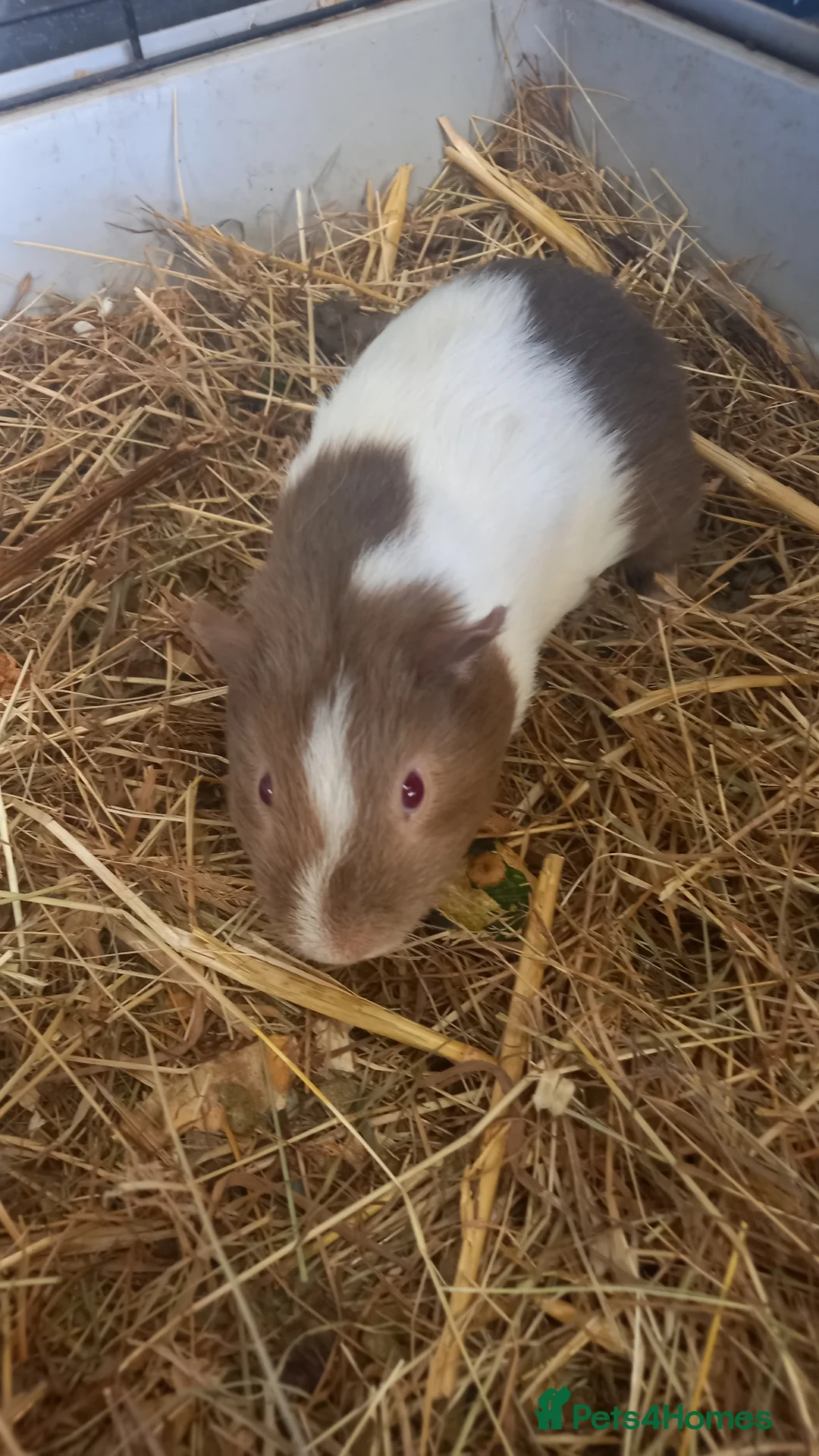 Guinea Pig rodents for sale: Baby Guinea Pigs for Sale - Advert 1
