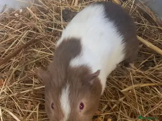 Guinea Pig rodents for sale: Baby Guinea Pigs for Sale - Advert 3