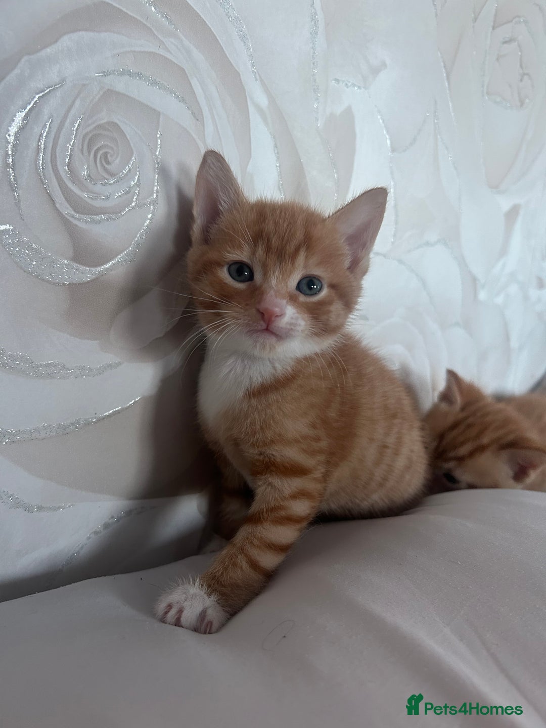Mixed Breed cats for sale: orange mixed breed kittens  - Advert 4