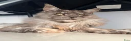 Maine Coon cats for sale: 3 stunning TICA Boys - Advert 12