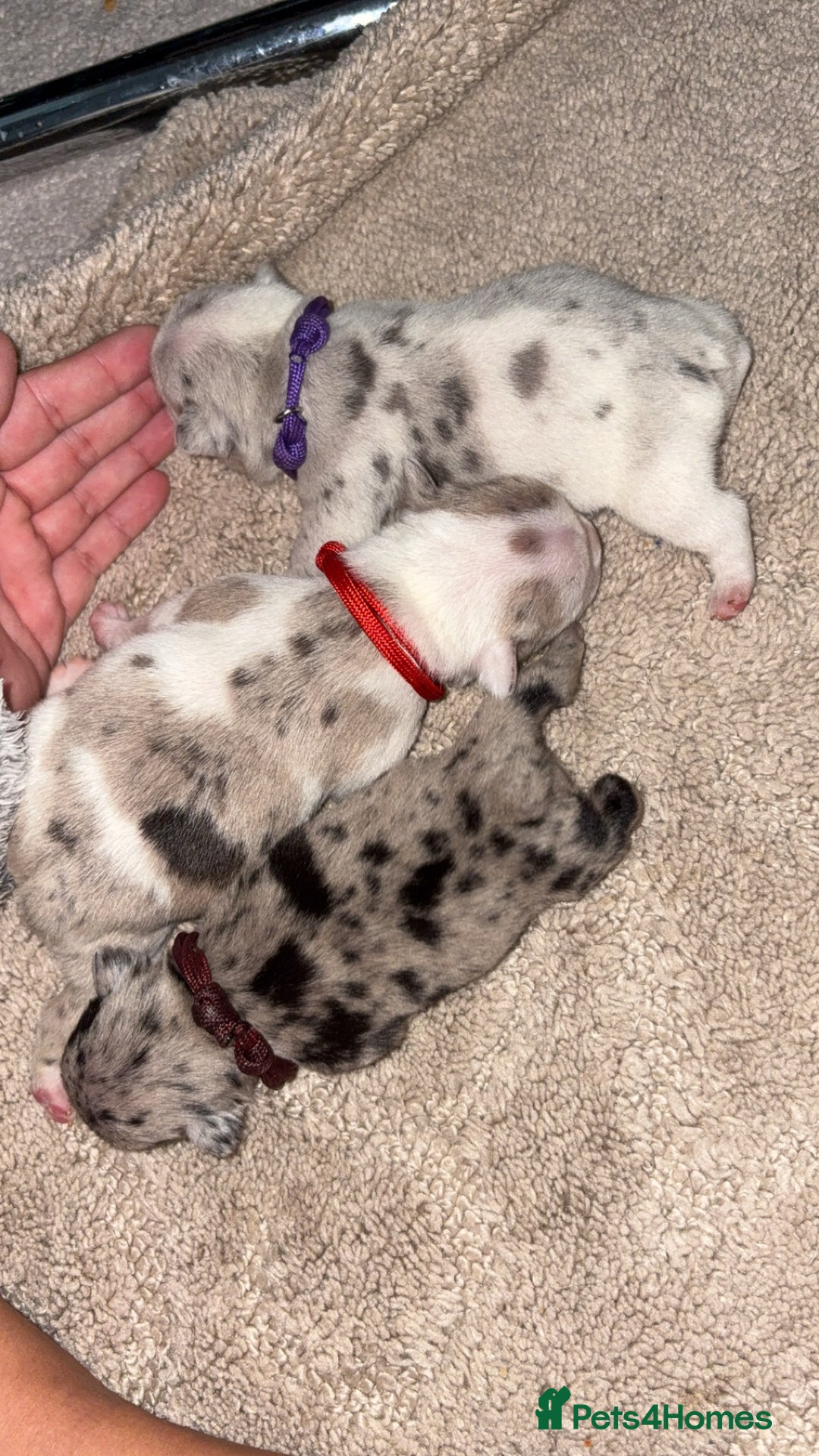French Bulldog dogs for sale: French bulldog puppies  - Image 2