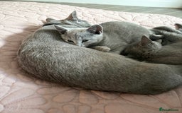 Russian Blue cats for sale: ***Gorgeous TICA Russian Blue Kitten Girl*** - Advert 6