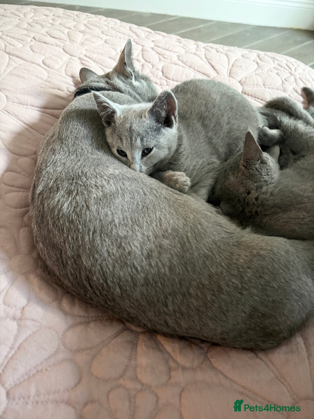 Russian Blue cats for sale: ***Gorgeous TICA Russian Blue Kitten Girl*** - Advert 6