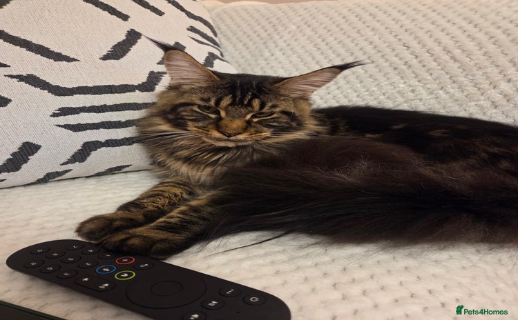 Maine Coon cats XL Russian Maine Coon Male - Advert 1