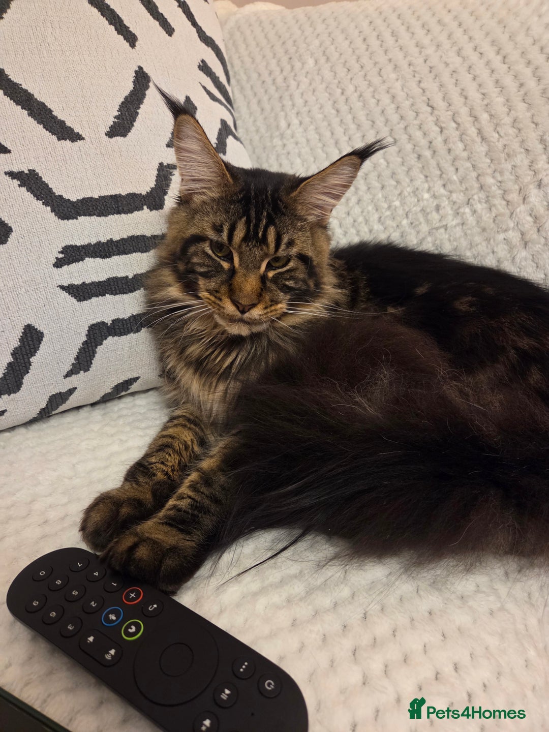 Maine Coon cats for sale: XL Russian Maine Coon Male - Advert 1