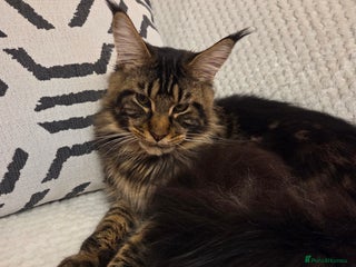 Maine Coon cats XL Russian Maine Coon Male - Advert 8