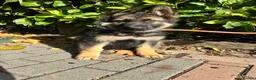 German Shepherd dogs for sale: GERMAN SHEPHERD PUPPIES 4 BOYS & 2 GIRLS - Advert 1