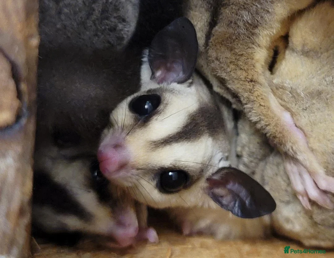 Sugar Glider rodents for sale: White Face Sugar Glider Joeys - Advert 1
