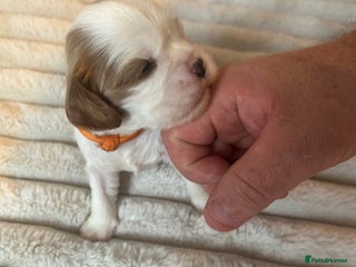 Cavalier King Charles Spaniel dogs - Advert 10