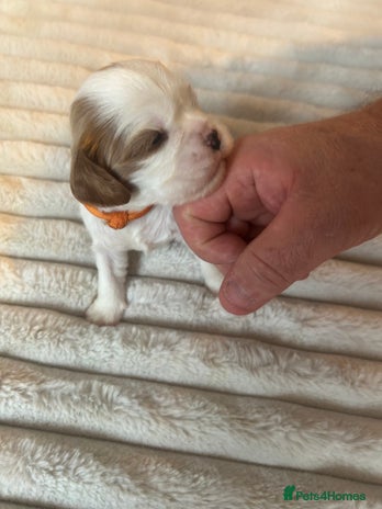 Cavalier King Charles Spaniel dogs - Advert 1