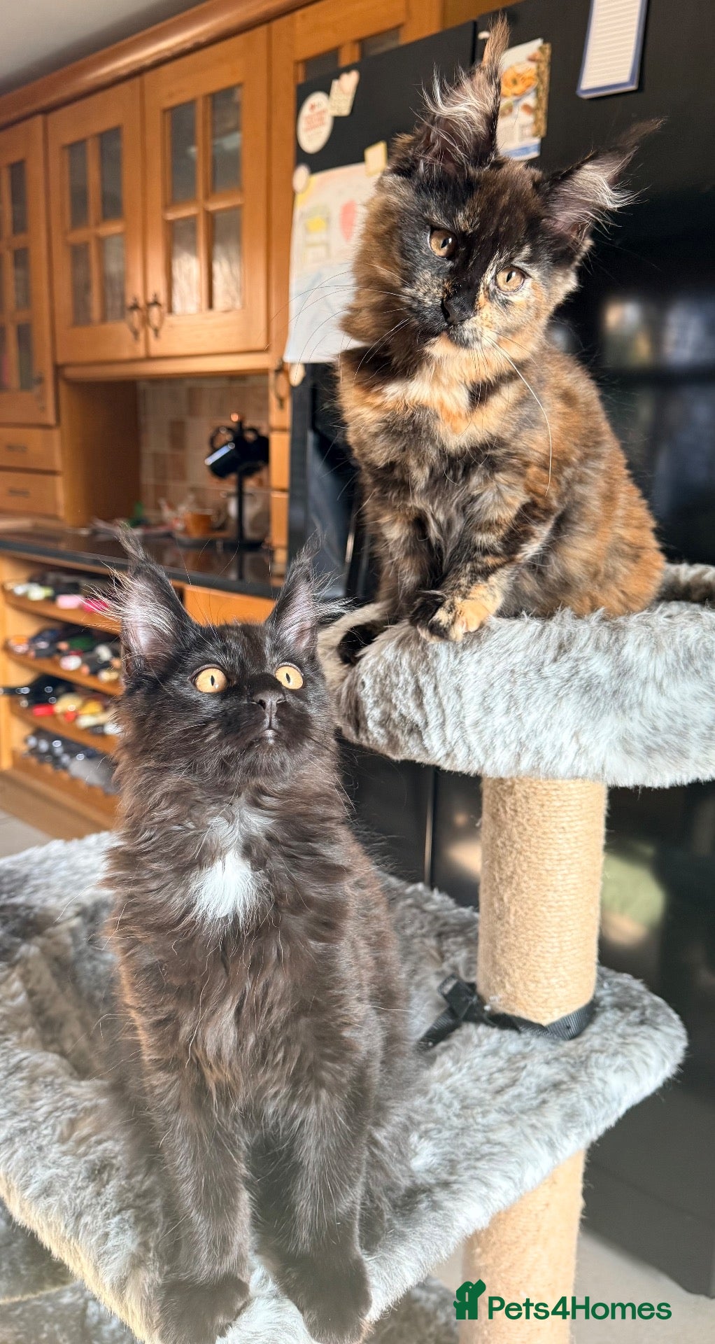 Maine Coon cats for sale: Maine coon kittens  - Advert 1