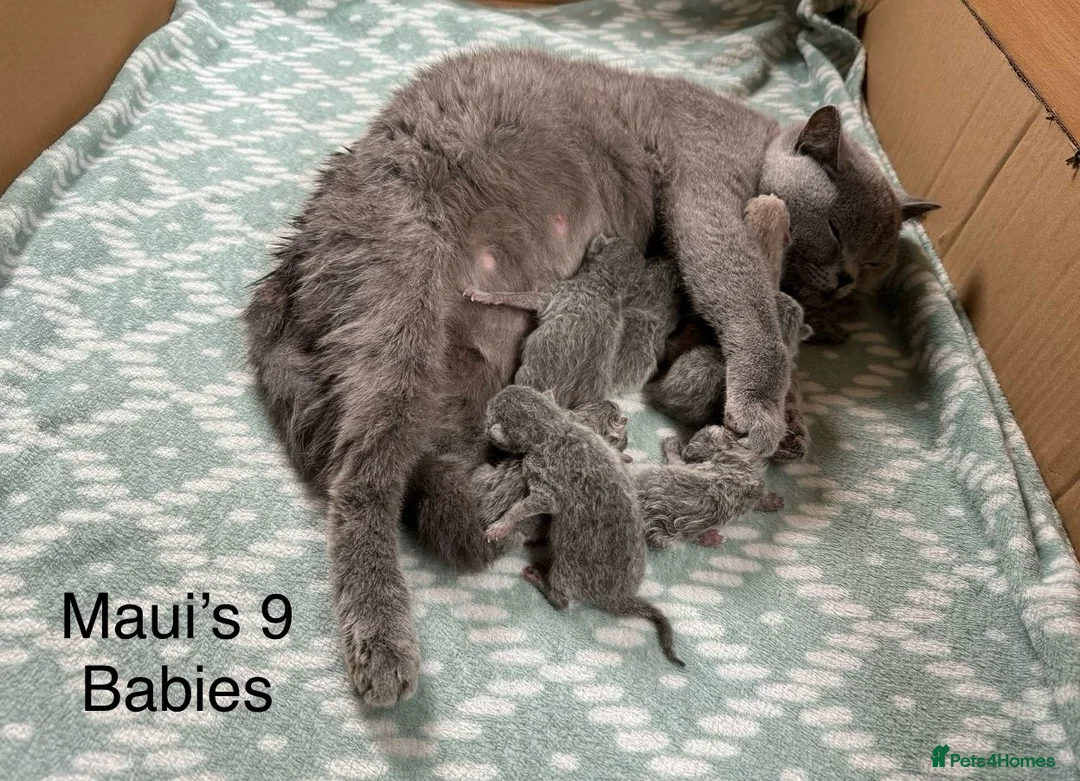 British Shorthair cats for stud: Stunning 5th Generation pedigree BSH in London - Advert 8