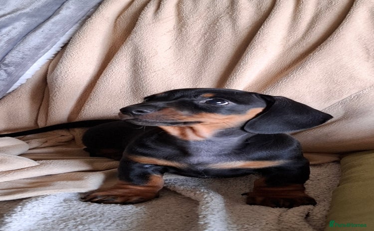 Miniature Dachshund dogs - Advert 9