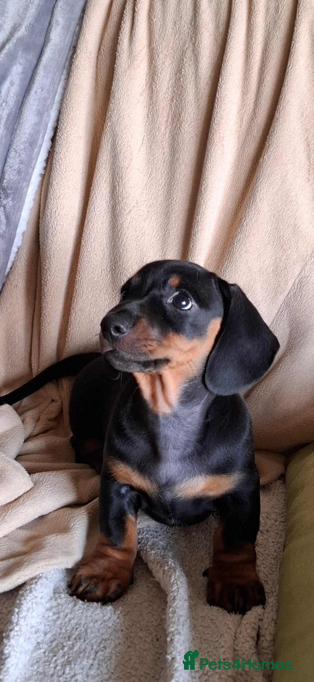 Miniature Dachshund dogs for sale: Minature Dachshund dog pup - Image 1