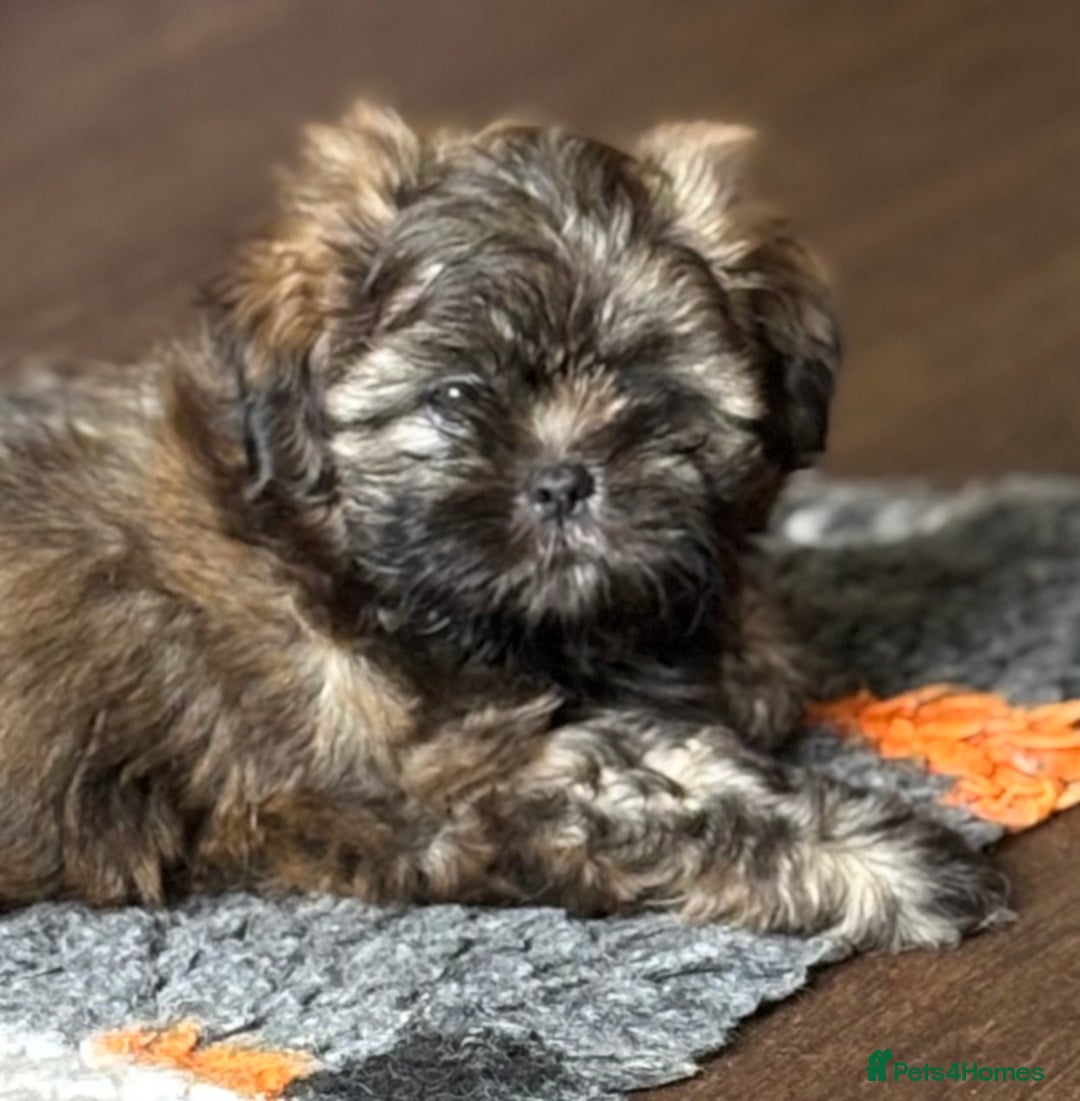 Shih Tzu dogs for sale: Pretty kc reg shih tzu puppy girl  - Image 2