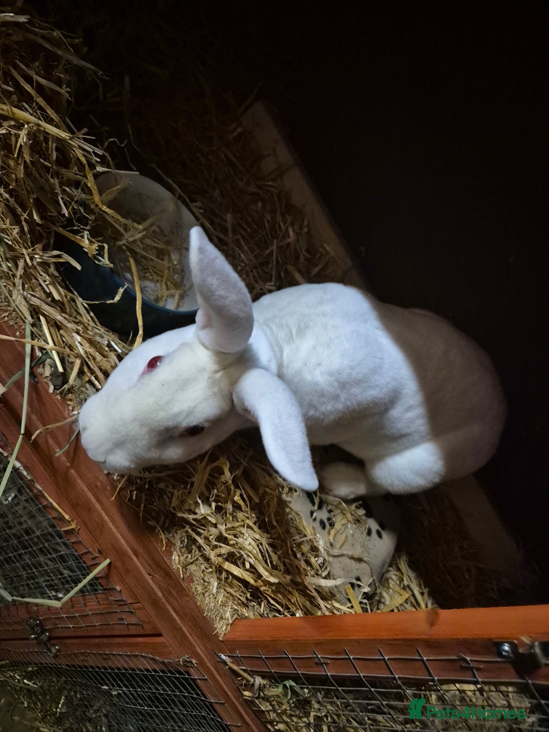 Rex rabbits for sale: REW Standard Rex Buck - Advert 3