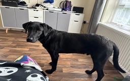 Labrador Retriever dogs for sale: 9 month old male Black Labrador  - Advert 2
