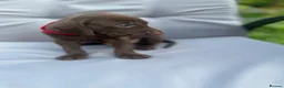 German Shorthaired Pointer dogs for sale: German shorthaired pointer X Weimaraner  - Advert 13