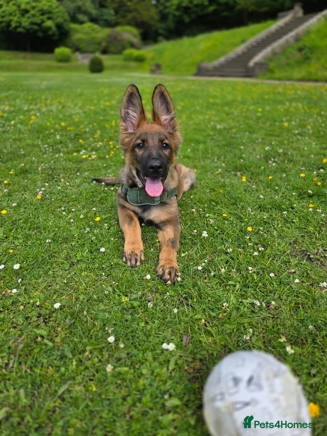 German Shepherd dogs for sale: Mack  - Advert 8